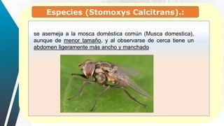 se asemeja a la mosca doméstica común (Musca domestica),
aunque de menor tamaño, y al observarse de cerca tiene un
abdomen ligeramente más ancho y manchado
Especies (Stomoxys Calcitrans).:
 