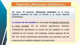 De estas 18 especies, Stomoxys calcitrans es la única
especie presente en todo el mundo y la única especie
sinantrópica.
La mosca de los establos es una plaga del ganado reconocida
a nivel mundial. En su entorno agronómico habitual,
instalaciones ganaderas, la mosca de los establos no suele
molestar al ser humano. Sin embargo, ciertas regiones de los
EE. UU. tienen condiciones particulares que provocan que las
moscas de los establos ataquen a las personas.
Especies (Stomoxys Calcitrans).:
 