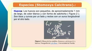 Huevos: Los huevos son pequeños, de aproximadamente 1 mm
de largo, de color blanco y con forma de salchicha ( Figura 2 ).
Son lisos y curvos por un lado y rectos con un surco longitudinal
por el otro lado.
Especies (Stomoxys Calcitrans).:
Figura 2. Mosca de los establos, Stomoxys calcitrans (L.),
huevos. Fotografía de Lyle Buss , Universidad de Florida.
 