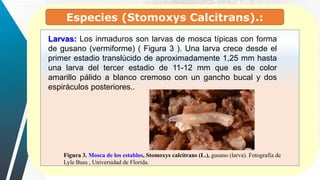 Larvas: Los inmaduros son larvas de mosca típicas con forma
de gusano (vermiforme) ( Figura 3 ). Una larva crece desde el
primer estadio translúcido de aproximadamente 1,25 mm hasta
una larva del tercer estadio de 11-12 mm que es de color
amarillo pálido a blanco cremoso con un gancho bucal y dos
espiráculos posteriores..
Especies (Stomoxys Calcitrans).:
Figura 3. Mosca de los establos, Stomoxys calcitrans (L.), gusano (larva). Fotografía de
Lyle Buss , Universidad de Florida.
 