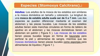Adultos: Los adultos de la mosca de los establos son similares
a la mosca doméstica en tamaño y coloración. La longitud de
una mosca de establo adulta suele ser de 5 a 7 mm. Las dos
especies se pueden diferenciar mediante el examen del
abdomen y las piezas bucales. Las moscas de los establos
adultas tienen siete manchas circulares en forma de tablero de
ajedrez en el abdomen y las moscas domésticas tienen un
abdomen sin patrón ( Figura 5 ). Las moscas de los establos
tienen piezas bucales largas en forma de bayoneta para
perforar la piel y alimentarse de sangre, mientras que las
moscas domésticas tienen piezas bucales como esponjas para
alimentarse de líquidos ( Figura 1 ).
Especies (Stomoxys Calcitrans).:
 