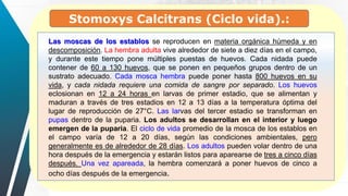 Las moscas de los establos se reproducen en materia orgánica húmeda y en
descomposición. La hembra adulta vive alrededor de siete a diez días en el campo,
y durante este tiempo pone múltiples puestas de huevos. Cada nidada puede
contener de 60 a 130 huevos, que se ponen en pequeños grupos dentro de un
sustrato adecuado. Cada mosca hembra puede poner hasta 800 huevos en su
vida, y cada nidada requiere una comida de sangre por separado. Los huevos
eclosionan en 12 a 24 horas en larvas de primer estadio, que se alimentan y
maduran a través de tres estadios en 12 a 13 días a la temperatura óptima del
lugar de reproducción de 27°C. Las larvas del tercer estadio se transforman en
pupas dentro de la puparia. Los adultos se desarrollan en el interior y luego
emergen de la puparia. El ciclo de vida promedio de la mosca de los establos en
el campo varía de 12 a 20 días, según las condiciones ambientales, pero
generalmente es de alrededor de 28 días. Los adultos pueden volar dentro de una
hora después de la emergencia y estarán listos para aparearse de tres a cinco días
después. Una vez apareada, la hembra comenzará a poner huevos de cinco a
ocho días después de la emergencia.
Stomoxys Calcitrans (Ciclo vida).:
 