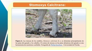 Stomoxys Calcitrans:
Figura 6. Las moscas de los establos, Stomoxys calcitrans (L.), se alimentan principalmente de
las patas del ganado y los caballos. El conteo de moscas en las patas delanteras del ganado es una
herramienta de monitoreo confiable. Fotografía de Phillip Kaufman , Universidad de Florida.
 