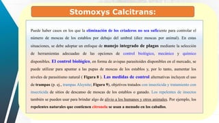 Stomoxys Calcitrans:
Puede haber casos en los que la eliminación de los criaderos no sea suficiente para controlar el
número de moscas de los establos por debajo del umbral (diez moscas por animal). En estas
situaciones, se debe adoptar un enfoque de manejo integrado de plagas mediante la selección
de herramientas adecuadas de las opciones de control biológico, mecánico y químico
disponibles. El control biológico, en forma de avispas parasitoides disponibles en el mercado, se
puede utilizar para apuntar a las pupas de moscas de los establos y, por lo tanto, aumentar los
niveles de parasitismo natural ( Figura 8 ). Las medidas de control alternativas incluyen el uso
de trampas (p. ej., trampas Alsynite; Figura 9), objetivos tratados con insecticida y tratamiento con
insecticida de sitios de descanso de moscas de los establos o ganado. Los repelentes de insectos
también se pueden usar para brindar algo de alivio a los humanos y otros animales. Por ejemplo, los
repelentes naturales que contienen citronela se usan a menudo en los caballos.
 