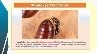 Stomoxys Calcitrans:
Figura 8. La avispa parasitoide, Spalangia cameroni Perkins (Hymenoptera: Pteromalidae) que
se dirige a la mosca de los establos, Stomoxys calcitrans (L.) , pupas, mostrada con una pupa de
mosca. Fotografía de Lyle Buss , Universidad de Florida.
 