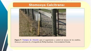 Stomoxys Calcitrans:
Figura 9. Trampas de Alsynite para el seguimiento y control de moscas de los establos,
Stomoxys calcitrans (L.). Fotografía de Phillip Kaufman , Universidad de Florida.
 