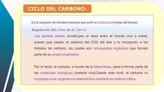 CICLO DEL CARBONO:
Es la sucesión de transformaciones que sufre el carbono a lo largo del tiempo.
Regulación del clima de la Tierra
Las plantas verdes constituyen el nexo entre el mundo vivo e inerte,
puesto que captan el carbono del CO2 del aire y lo incorporan a los
hidratos de carbono, los cuales son compuestos orgánicos que forman
parte de su propio organismo.
Por lo tanto, el carbono, a través de la fotosíntesis, pasa a formar parte de
las moléculas biológicas (materia viva).Desde este nivel, el carbono se
incorpora a los organismos heterótrofos mediante la cadena trófica.
 