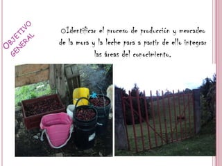 oIdentificar el proceso de producción y mercadeo
de la mora y la leche para a partir de ello integrar
            las áreas del conocimiento.
 