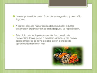  la mariposa mide unos 10 cm de envergadura y pesa sólo
1 gramo.
 A los tres días de haber salido del capullo los adultos
desarrollan órganos y cinco días después, se reproducen.
 Este ciclo que incluye apareamientos, puesta de
huevecillos, larva, pupa o crisálida, adultos y de nuevo
apareamientos, se lleva a cabo en un periodo de
aproximadamente un mes
 
