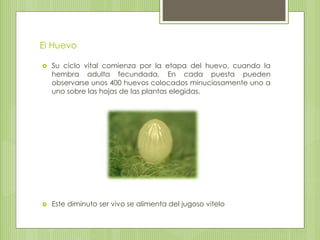 El Huevo
 Su ciclo vital comienza por la etapa del huevo, cuando la
hembra adulta fecundada. En cada puesta pueden
observarse unos 400 huevos colocados minuciosamente uno a
uno sobre las hojas de las plantas elegidas.
 Este diminuto ser vivo se alimenta del jugoso vitelo
 