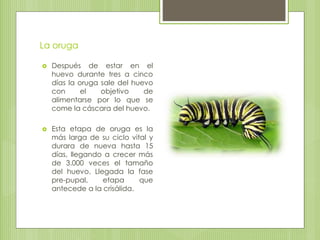 La oruga
 Después de estar en el
huevo durante tres a cinco
días la oruga sale del huevo
con el objetivo de
alimentarse por lo que se
come la cáscara del huevo.
 Esta etapa de oruga es la
más larga de su ciclo vital y
durara de nueva hasta 15
días, llegando a crecer más
de 3.000 veces el tamaño
del huevo. Llegada la fase
pre-pupal, etapa que
antecede a la crisálida.
 