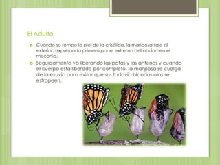 El Adulto
 Cuando se rompe la piel de la crisálida, la mariposa sale al
exterior, expulsando primero por el extremo del abdomen el
meconio.
 Seguidamente va liberando las patas y las antenas y cuando
el cuerpo está liberado por completo, la mariposa se cuelga
de la exuvia para evitar que sus todavía blandas alas se
estropeen.
 