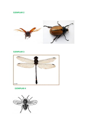 EJEMPLAR 2
EJEMPLAR 3
EJEMPLAR 4
 