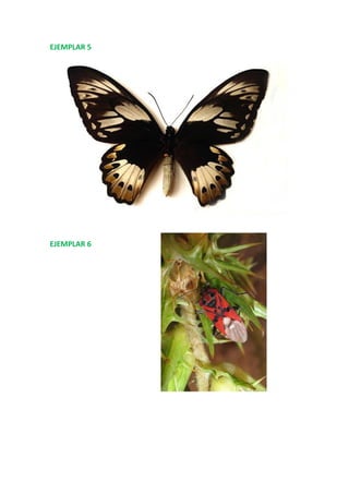 EJEMPLAR 5
EJEMPLAR 6
 