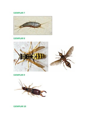 EJEMPLAR 7
EJEMPLAR 8
EJEMPLAR 9
EJEMPLAR 10
 