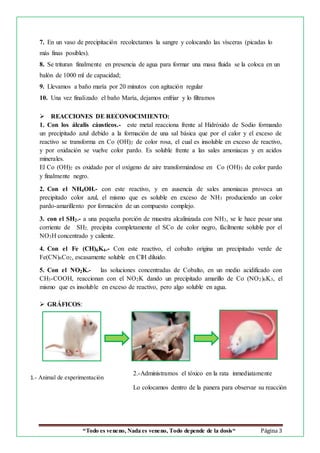 “Todo es veneno, Nada es veneno, Todo depende de la dosis“ Página 3
7. En un vaso de precipitación recolectamos la sangre y colocando las vísceras (picadas lo
más finas posibles).
8. Se trituran finalmente en presencia de agua para formar una masa fluida se la coloca en un
balón de 1000 ml de capacidad;
9. Llevamos a baño maría por 20 minutos con agitación regular
10. Una vez finalizado el baño María, dejamos enfriar y lo filtramos
 REACCIONES DE RECONOCIMIENTO:
1. Con los álcalis cáusticos.- este metal reacciona frente al Hidróxido de Sodio formando
un precipitado azul debido a la formación de una sal básica que por el calor y el exceso de
reactivo se transforma en Co (OH)2 de color rosa, el cual es insoluble en exceso de reactivo,
y por oxidación se vuelve color pardo. Es soluble frente a las sales amoniacas y en acidos
minerales.
El Co (OH)2 es oxidado por el oxígeno de aire transformándose en Co (OH)3 de color pardo
y finalmente negro.
2. Con el NH4OH.- con este reactivo, y en ausencia de sales amoniacas provoca un
precipitado color azul, el mismo que es soluble en exceso de NH3 produciendo un color
pardo-amarillento por formación de un compuesto complejo.
3. con el SH2.- a una pequeña porción de muestra alcalinizada con NH3, se le hace pesar una
corriente de SH2, precipita completamente el SCo de color negro, fácilmente soluble por el
NO3H concentrado y caliente.
4. Con el Fe (CH)6K4.- Con este reactivo, el cobalto origina un precipitado verde de
Fe(CN)6Co2, escasamente soluble en ClH diluido.
5. Con el NO2K.- las soluciones concentradas de Cobalto, en un medio acidificado con
CH3-COOH, reaccionan con el NO2K dando un precipitado amarillo de Co (NO2)6K3, el
mismo que es insoluble en exceso de reactivo, pero algo soluble en agua.
 GRÁFICOS:
1.- Animal de experimentación
2.-Administramos el tóxico en la rata inmediatamente
Lo colocamos dentro de la panera para observar su reacción
 