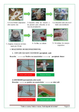 “Todo es veneno, Nada es veneno, Todo depende de la dosis“ Página 4
 REACCIONES DE RECONOCIMIENTO.
1. CON LOS ÁLCALIS CÁUSTICOS (precipitado azul)
Reacción Positivo no característico precipitado blanco
2. CON NH4OH (precipitado color azul)
Reacción positivo no característico color café
4.-Con el bisturí empezamos
abrir nuestra rata
5.-Sacamos todas las vísceras y
las picamos para colocarlas en un
vaso de precipitación
6.-Colocamos todo esto en el
balón para destilación
7.- Empieza el proceso de baño
maría por 30 min
8.- Se filtra en calienta
Después (color café)
Antes (café marron) Después (blanco)
9.- Se realizan los ensayos
respectivos
Antes (café marron)
 