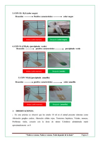 “Todo es veneno, Nada es veneno, Todo depende de la dosis“ Página 5
3. CON EL H2S (color negro)
Reacción Positivo característico color negro
4. CON Fe (CH)6K4 (precipitado verde)
Reacción positivo característico precipitado verde
5. CON NO2K (precipitado amarillo)
Reacción positivo característico color amarillo
 OBSERVACIONES:
 En esta práctica se observó que los estaño 10 ml en el animal presento síntomas como
Afectación ganglios cadera, Alteración células rojas, Trastornos hepáticos, Vómito, nauseas,
Problemas visión, corazón con la dosis de nitrato Cobaltoso administrada murió
aproximadamente en 8
Después (color negro)
Después (amarillo)
Después (verde)
Antes (café marron)
Antes (café marron)
Antes (café marron)
 
