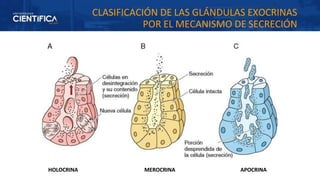 Comprehensive Study of Glandular Epithelial Tissue Classification and ...