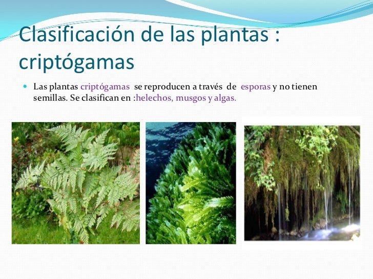 Plantas Angiospermas Y Esporas Related Keywords & Suggestions Plantas Angiospermas Y Esporas Related Keywords & Suggestions
