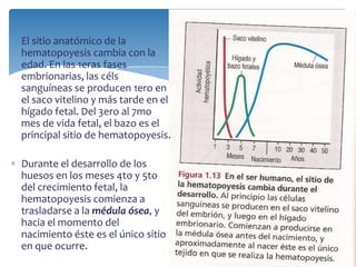 El sitio anatómico de la
hematopoyesis cambia con la
edad. En las 1eras fases
embrionarias, las céls
sanguíneas se producen 1ero en
el saco vitelino y más tarde en el
hígado fetal. Del 3ero al 7mo
mes de vida fetal, el bazo es el
principal sitio de hematopoyesis.
Durante el desarrollo de los
huesos en los meses 4to y 5to
del crecimiento fetal, la
hematopoyesis comienza a
trasladarse a la médula ósea, y
hacia el momento del
nacimiento éste es el único sitio
en que ocurre.
 