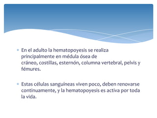 En el adulto la hematopoyesis se realiza
principalmente en médula ósea de
cráneo, costillas, esternón, columna vertebral, pelvis y
fémures.
Estas células sanguíneas viven poco, deben renovarse
continuamente, y la hematopoyesis es activa por toda
la vida.
 