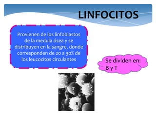 LINFOCITOS
Provienen de los linfoblastos
de la medula ósea y se
distribuyen en la sangre, donde
corresponden de 20 a 30% de
los leucocitos circulantes Se dividen en:
B y T
 
