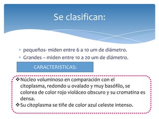pequeños- miden entre 6 a 10 um de diámetro.
Grandes – miden entre 10 a 20 um de diámetro.
Se clasifican:
CARACTERISTICAS:
Núcleo voluminoso en comparación con el
citoplasma, redondo u ovalado y muy basófilo, se
colorea de color rojo violáceo obscuro y su cromatina es
densa.
Su citoplasma se tiñe de color azul celeste intenso.
 