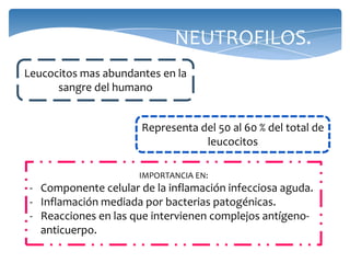 NEUTROFILOS.
Leucocitos mas abundantes en la
sangre del humano
Representa del 50 al 60 % del total de
leucocitos
IMPORTANCIA EN:
- Componente celular de la inflamación infecciosa aguda.
- Inflamación mediada por bacterias patogénicas.
- Reacciones en las que intervienen complejos antígeno-
anticuerpo.
 