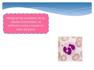 Marginan las cavidades de las
células endoteliales, se
adhieren a esta y cruzan los
sitios de lesión
 