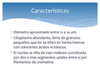 Diámetro aproximado entre 11 a 14 um.
Citoplasma abundante, lleno de gránulos
pequeños que no se tiñen en forma intensa
con colorantes ácidos ni básicos.
El núcleo se tiñe de rojo violáceo constituido
por dos o mas segmentos unidos entre si por
filamentos de cromatina
Características
 