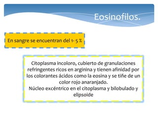 Eosinofilos.
En sangre se encuentran del 1- 5 %
Citoplasma incoloro, cubierto de granulaciones
refringentes ricos en arginina y tienen afinidad por
los colorantes ácidos como la eosina y se tiñe de un
color rojo anaranjado.
Núcleo excéntrico en el citoplasma y bilobulado y
elipsoide
 