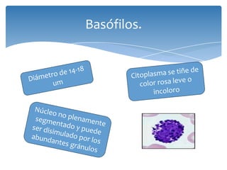 Basófilos.
 