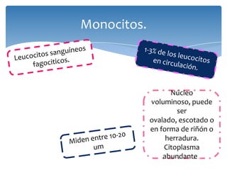 Monocitos.
Núcleo
voluminoso, puede
ser
ovalado, escotado o
en forma de riñón o
herradura.
Citoplasma
abundante .
 