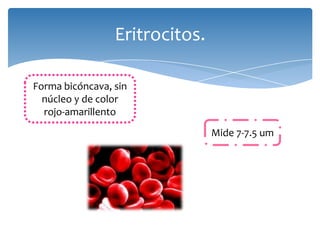 Eritrocitos.
Forma bicóncava, sin
núcleo y de color
rojo-amarillento
Mide 7-7.5 um
 