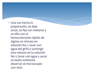 Una vez hecha la
preparación, se deja
secar, se fija con metanol y
se tiñe con el
hemocolorante rápido de
sigma; un minuto en
solución No 1, lavar con
agua del grifo y sumergir
otro minuto en la solución
No 2; lavar con agua y secar
al medio ambiente
observar al microscopio
con 100x
 