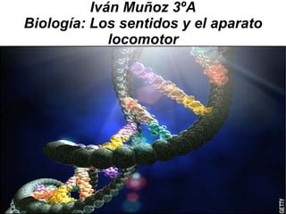Iván Muñoz 3ºA
Biología: Los sentidos y el aparato
             locomotor
 