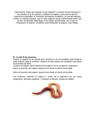 ¿Qué función tienen las tráqueas en los insectos? La función de las tráqueas en
los insectos es la de capturar y distribuir el oxígeno, esto provoca que los
organismos traqueales no necesiten del sistema circulatorio, ya que las tráqueas
forman un sistema traqueal, que en otras palabras serian prácticamente tubos que
se van ramificando hasta llegar a las células directamente, por lo que es
innecesario el sistema circulatorio para transportar el oxígeno a las células.
B. La piel de los gusanos.
Coloca un gusano en la charola para disección y con el escalpelo corta desde la
parte anterior hasta la posterior. Observa el vaso dorsal y la circulación que ocurre
en la lombriz de tierra.
¿Cuál es la relación de la obtención del oxígeno con la circulación sanguínea?
Indica el recorrido del oxígeno desde el aire hasta el interior de la célula.
Indica el recorrido del oxígeno desde el aire hasta el interior de la célula.
Las lombrices obtienen el oxígeno a través de la absorción por los vasos
sanguíneos, llamados capilares. Y después es llevado a todas las células.
 