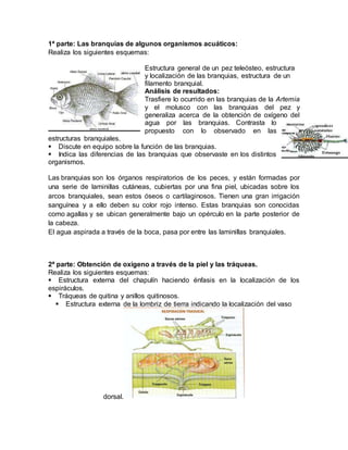 1ª parte: Las branquias de algunos organismos acuáticos:
Realiza los siguientes esquemas:
Estructura general de un pez teleósteo, estructura
y localización de las branquias, estructura de un
filamento branquial.
Análisis de resultados:
Trasfiere lo ocurrido en las branquias de la Artemia
y el molusco con las branquias del pez y
generaliza acerca de la obtención de oxígeno del
agua por las branquias. Contrasta lo
propuesto con lo observado en las
estructuras branquiales.
 Discute en equipo sobre la función de las branquias.
 Indica las diferencias de las branquias que observaste en los distintos
organismos.
Las branquias son los órganos respiratorios de los peces, y están formadas por
una serie de laminillas cutáneas, cubiertas por una fina piel, ubicadas sobre los
arcos branquiales, sean estos óseos o cartilaginosos. Tienen una gran irrigación
sanguínea y a ello deben su color rojo intenso. Estas branquias son conocidas
como agallas y se ubican generalmente bajo un opérculo en la parte posterior de
la cabeza.
El agua aspirada a través de la boca, pasa por entre las laminillas branquiales.
2ª parte: Obtención de oxígeno a través de la piel y las tráqueas.
Realiza los siguientes esquemas:
 Estructura externa del chapulín haciendo énfasis en la localización de los
espiráculos.
 Tráqueas de quitina y anillos quitinosos.
 Estructura externa de la lombriz de tierra indicando la localización del vaso
dorsal.
 