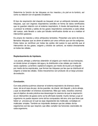 Determina la función de las tráqueas en los insectos y la piel en la lombriz, así
como su relación con el aparato circulatorio.
El tipo de respiración del chapulín es traqueal, al ser un artrópodo terrestre posee
tráqueas, que son órganos respiratorios sencillos en forma de tubos ramificados
que no guardan relación con el sistema respiratorio. A través del espiráculo, se va
a producir la entrada y salida de los gases respiratorios conducidos a cada célula
del cuerpo, esto llevado a cabo por túbulos ramificados donde se va a realizar el
intercambio gaseoso.
Es propia de insectos y otros artrópodos terrestres. Presentan una serie de tubos,
llamados tráqueas que se abren al exterior por unos orificios que son los estigmas.
Estos tubos se ramifican por todas las partes del cuerpo lo que permite que el
intercambio de los gases, oxígeno y dióxido de carbono, se realice directamente
en todas las células.
Replanteamiento de hipótesis.
Los peces, almejas y artemias obtendrán el oxígeno por medio de sus branquias,
en donde toman el oxígeno del agua y la distribuirán a las células por medio de
vasos capilares. La lombriz captará el oxígeno por medio de la piel y el chapulín
por medio de los espiráculos, que forman las tráqueas por las que se distribuirá el
oxígeno a todas las células. Estos mecanismos son producto de un largo proceso
de evolución.
Conclusión.
Con esta práctica pudimos observar el sistema respiratorio de diversos seres
vivos, tal es el caso de pez, de los juveniles de charal, del chapulín y de la almeja,
y que se desarrollan en diversos ecosistemas. Más que nada, nosotros creemos
que el objetivo de esta práctica esa desarraigar la creencia de que la respiración
es un intercambio de gases como se ha afirmado durante mucho tiempo y que el
organismo no puede separar como tal los compuestos del aire, sino que tiene que
haber un proceso por el cual se vaya degradando las moléculas complejas en
moléculas simples. También es importante destacar que las células de los
organismos son las que respiran, que ellas cumplen las funciones esenciales de
cada organismo.
 