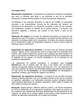 Conceptos Clave.
Mecanismos respiratorios: El mecanismo de respiración consiste en la habilidad
que tiene un individuo para llevar a sus pulmones el aire de la atmósfera
(inspiración) y posteriormente exhalar el aire de los pulmones (espiración).
El diafragma y sus músculos asociados, la caja de las costillas, la musculatura
asociada y las características mismas de los pulmones son factores que
intervienen en la respiración. La respiración es llevada a cabo por los músculos,
que literalmente, cambian el volumen de la cavidad torácica, y al hacerlo, crea
presiones negativas y positivas que mueven el aire dentro y fuera de los
pulmones.
Obtención del oxígeno: El proceso de obtención del oxígeno va desde las vías
respiratorias pasa a la sangre y se transporta a los tejidos (donde participa en la
obtención de energía dentro de la mitocondria). El dióxido de carbono producido
por el metabolismo celular es transportado siguiendo el camino inverso hasta los
pulmones para su eliminación.
Respiración de organismos acuáticos: Los seres vivos que respiran necesitan
oxígeno. Algunos de los animales que viven en el agua salen a la atmósfera para
respirar, pero muchos organismos pueden usar el oxígeno que está disuelto en el
agua. La proporción de oxígeno en el agua depende mucho de la temperatura, de
la agitación de las aguas y la presión atmosférica y de la actividad de los
organismos fotosintéticos.
Los organismos sin sistema respiratorio ni circulatorio usan la simple
difusión para que el oxígeno pase del agua a sus células, pero la distancia
máxima a la que este método es eficaz es del orden de 1 mm. Los organismos de
vida más compleja han tenido que desarrollar adaptaciones diversas para respirar.
La más común son las branquias y un sistema circulatorio con hemoglobina o
sustancias similares, para transportar oxígeno con eficacia.
Respiración de organismos terrestres: La mayoría de los animales terrestres
respiran mediante pulmones, que son cavidades internas en las que se encuentra
la superficie respiratoria. Los vertebrados terrestres poseen cavidades internas
cuyas paredes están llenas de capilares sanguíneos. Estos captan el oxígeno del
aire y liberan el dióxido de carbono.
Branquias: Órgano laminar o filiforme, externo o interno, y de función respiratoria.
Su forma y disposición de la organización anatómica varía según los grupos: en
los crustáceos son expansiones laminares dependientes de los apéndices; en los
moluscos se ubican en la cavidad paleal; en los peces y fases larvarias de los
anfibios se relacionan directamente con la región de la faringe.
 