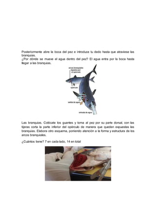 Posteriormente abre la boca del pez e introduce tu dedo hasta que atraviese las
branquias.
¿Por dónde se mueve el agua dentro del pez? El agua entra por la boca hasta
llegar a las branquias.
Las branquias. Colócate los guantes y toma al pez por su parte dorsal, con las
tijeras corta la parte inferior del opérculo de manera que queden expuestas las
branquias. Elabora otro esquema, poniendo atención a la forma y estructura de los
arcos branquiales.
¿Cuántos tiene? 7 en cada lado, 14 en total
 