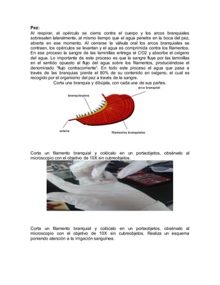Pez:
Al respirar, el opérculo se cierra contra el cuerpo y los arcos branquiales
sobresalen lateralmente, al mismo tiempo que el agua penetra en la boca del pez,
abierta en ese momento. Al cerrarse la válvula oral los arcos branquiales se
contraen, los opérculos se levantan y el agua es comprimida contra los filamentos.
En ese proceso la sangre de las laminillas entrega el CO2 y absorbe el oxígeno
del agua. Lo importante de este proceso es que la sangre fluye por las laminillas
en el sentido opuesto al flujo del agua sobre los filamentos, produciéndose el
denominado “flujo contracorriente”. En todo este proceso el agua que pasa a
través de las branquias pierde el 80% de su contenido en oxígeno, el cual es
recogido por el organismo del pez a través de la sangre.
Corta una branquia y dibújala, con cada una de sus partes.
Corta un filamento branquial y colócalo en un portaobjetos, obsérvalo al
microscopio con el objetivo de 10X sin cubreobjetos.
Corta un filamento branquial y colócalo en un portaobjetos, obsérvalo al
microscopio con el objetivo de 10X sin cubreobjetos. Realiza un esquema
poniendo atención a la irrigación sanguínea.
 