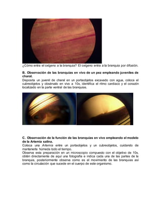 ¿Cómo entra el oxígeno a la branquia? El oxígeno entra a la branquia por difusión.
B. Observación de las branquias en vivo de un pez empleando juveniles de
charal.
Deposita un juvenil de charal en un portaobjetos excavado con agua, coloca el
cubreobjetos y obsérvalo en vivo a 10x, identifica el ritmo cardiaco y el corazón
localizado en la parte ventral de las branquias.
C. Observación de la función de las branquias en vivo empleando el modelo
de la Artemia salina.
Coloca una Artemia entre un portaobjetos y un cubreobjetos, cuidando de
mantenerla húmeda todo el tiempo.
Observa esta preparación en un microscopio compuesto con el objetivo de 10x,
obtén directamente de aquí una fotografía e indica cada una de las partes de la
branquia, posteriormente observa como es el movimiento de las branquias así
como la circulación que sucede en el cuerpo de este organismo.
 