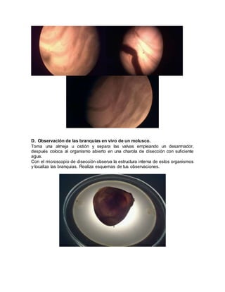 D. Observación de las branquias en vivo de un molusco.
Toma una almeja u ostión y separa las valvas empleando un desarmador,
después coloca al organismo abierto en una charola de disección con suficiente
agua.
Con el microscopio de disección observa la estructura interna de estos organismos
y localiza las branquias. Realiza esquemas de tus observaciones.
 