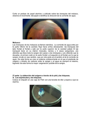 Corta un pedazo de papel aluminio y colócalo sobre las branquias del molusco,
observa el movimiento del papel e identifica la dirección de la corriente de agua.
Molusco:
Las branquias de los moluscos se llaman ctenidios. La corriente de agua entra por
la parte inferior de la cavidad, fluye hacia arriba atravesando las branquias del
lado frontal al frontal y sale por la parte superior de la cavidad paleal. El eje
branquial tiene en su interior músculos, nervios y 2 vasos sanguíneos, uno
aferente que lleva toda la sangre del cuerpo a las branquias y uno eferente que la
devuelve, el primero está en la parte frontal y el segundo en el frontal, por lo que la
sangre circula en ese sentido, que por otra parte es el sentido al de la corriente de
agua. De esta forma se crea un sistema contracorriente en el que el gradiente de
oxígeno y dióxido de carbono entre la sangre y el agua es siempre el máximo,
logrando de esta forma la mayor oxigenación posible de la sangre.
2ª parte: La obtención del oxígeno a través de la piel y las tráqueas.
A. Los espiráculos y las tráqueas.
Coloca el chapulín en una caja de Petri con una torunda de éter y espera a que se
duerma.
 
