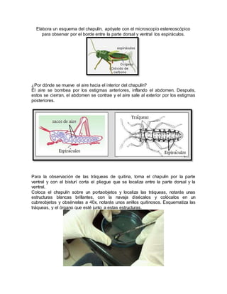 Elabora un esquema del chapulín, apóyate con el microscopio estereoscópico
para observar por el borde entre la parte dorsal y ventral los espiráculos.
¿Por dónde se mueve el aire hacia el interior del chapulín?
El aire se bombea por los estigmas anteriores, inflando el abdomen. Después,
estos se cierran, el abdomen se contrae y el aire sale al exterior por los estigmas
posteriores.
Para la observación de las tráqueas de quitina, toma el chapulín por la parte
ventral y con el bisturí corta el pliegue que se localiza entre la parte dorsal y la
ventral.
Coloca el chapulín sobre un portaobjetos y localiza las tráqueas, notarás unas
estructuras blancas brillantes, con la navaja disécalos y colócalos en un
cubreobjetos y obsérvalas a 40x, notarás unos anillos quitinosos. Esquematiza las
tráqueas, y el órgano que esté junto a estas estructuras.
 