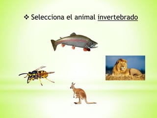  Selecciona el animal invertebrado
 