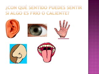 Gusto.El gusto es el sentido que nos permite diferenciar los sabores de los alimentos.El órgano del gusto es la lengua, que está cubierta por una gran cantidad de pequeños bultitos, llamados papilas gustativas, con los que captamos todos los sabores, dulce, salado, amargo y acido.
