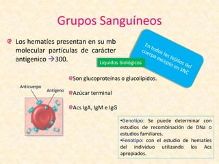 Grupos Sanguíneos
Los hematíes presentan en su mb
molecular partículas de carácter
antigenico 300. Líquidos biológicos
Son glucoproteínas o glucolípidos.
Azúcar terminal
Acs IgA, IgM e IgG
•Genotipo: Se puede determinar con
estudios de recombinación de DNa o
estudios familiares.
•Fenotipo: con el estudio de hematíes
del individuo utilizando los Acs
apropiados.
 